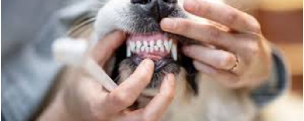 How To Properly Care For Your Pet’s Teeth